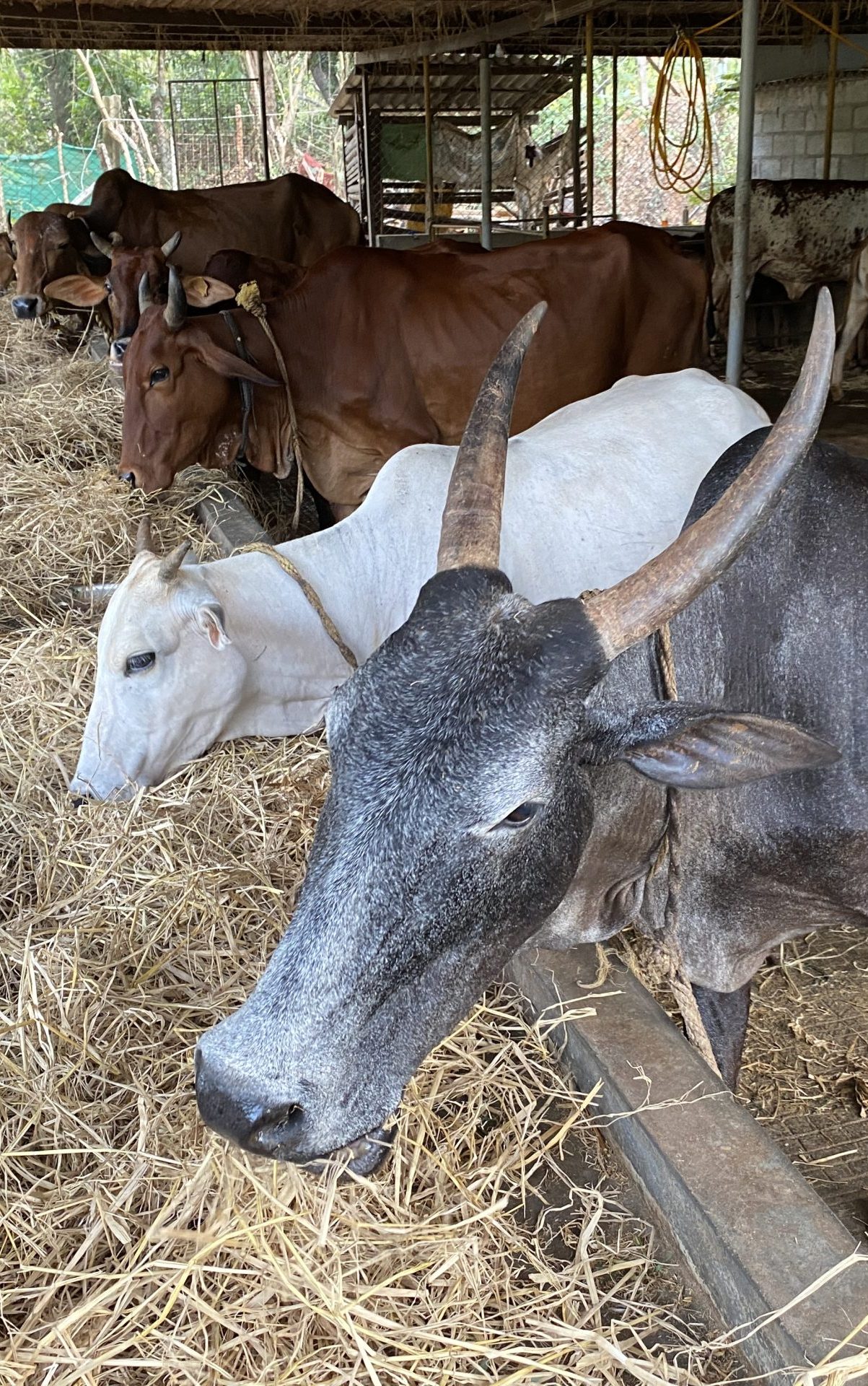 Desi Cow Farm